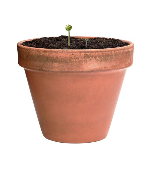 Bombón Semillas Mussox