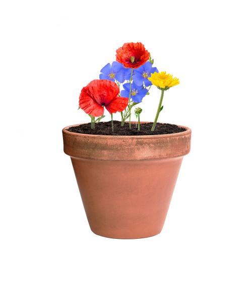 Bombón Semillas Mussox