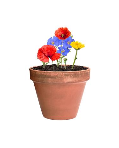 Bombón Semillas Mussox