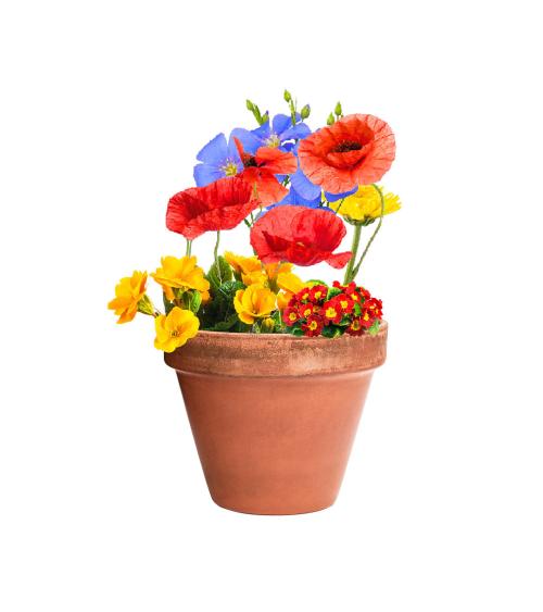 Bombón Semillas Mussox