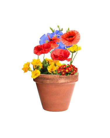 Bombón Semillas Mussox